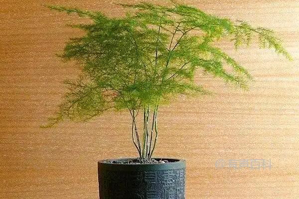 学生桌面适合养的植物推荐