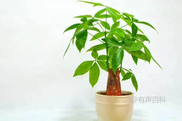 学生桌面适合养的植物推荐