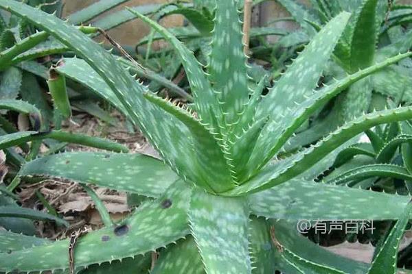 学生桌面适合养的植物推荐