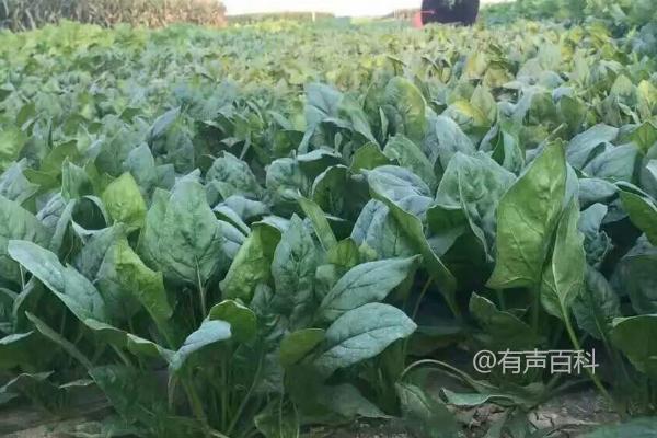 菠菜病虫害综合防治指南：霜霉病和炭疽病预防策略