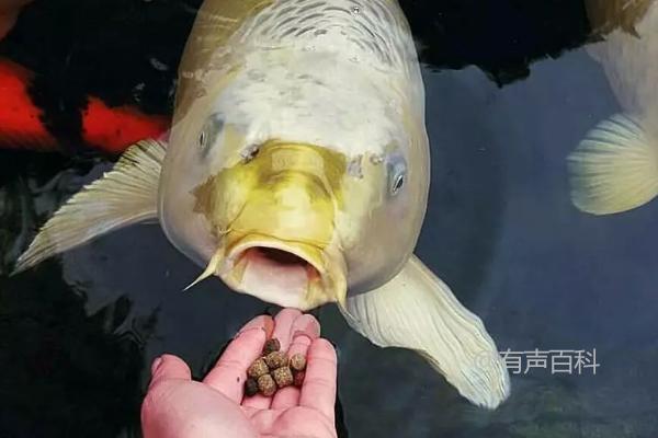 锦鲤不食浮食的原因或许是适应环境尚未完成