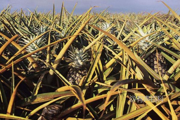 反季节菠萝种植技术，合理施用钾肥是提高产量的关键