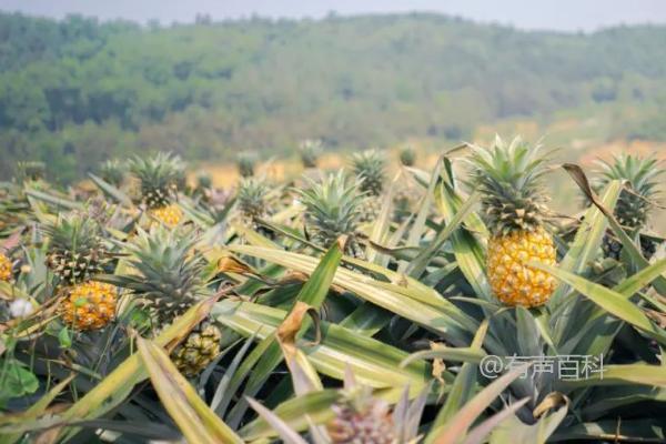 反季节菠萝种植技术，合理施用钾肥是提高产量的关键