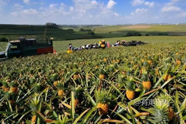 反季节菠萝种植技术，合理施用钾肥是提高产量的关键