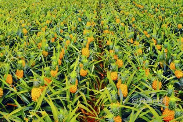 反季节菠萝种植技术，合理施用钾肥是提高产量的关键