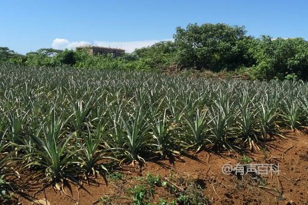 反季节菠萝种植技术，合理施用钾肥是提高产量的关键