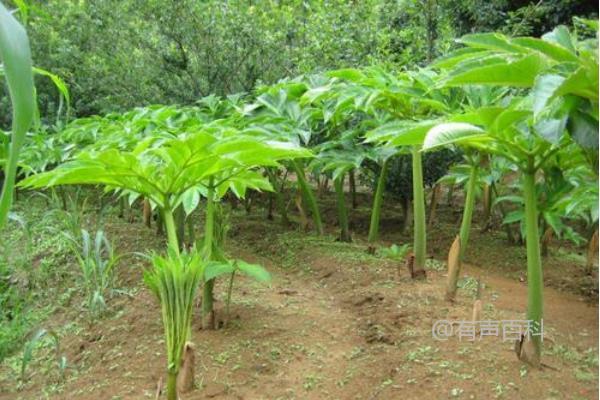 魔芋种子价格及市场因素分析