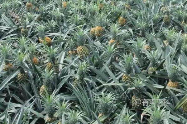 市场行情分析：菠萝价格近期波动，请问菠萝现在多少钱一斤？