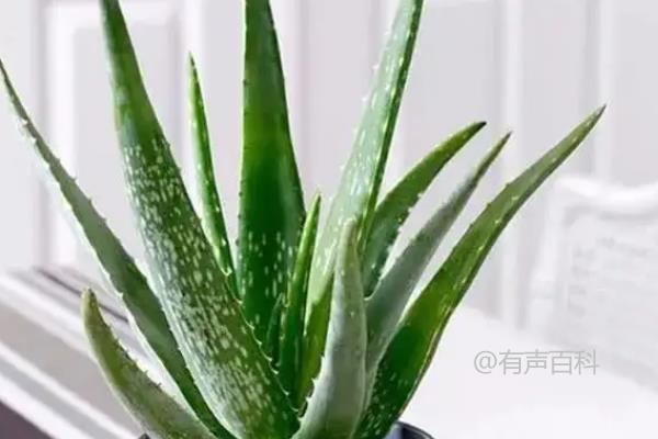 卧室适合种什么花草植物更好