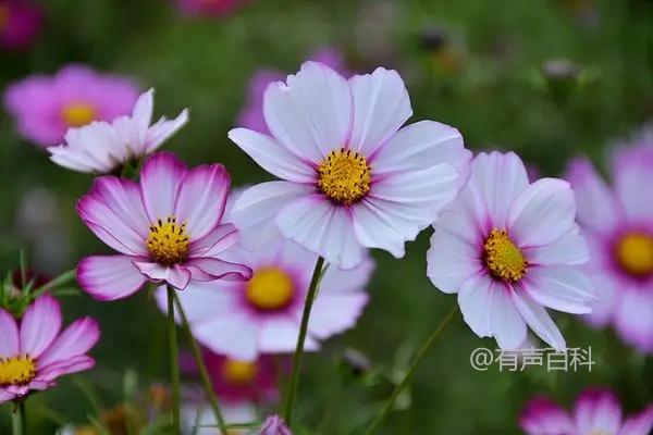 格桑花开花季节与花期养护技巧