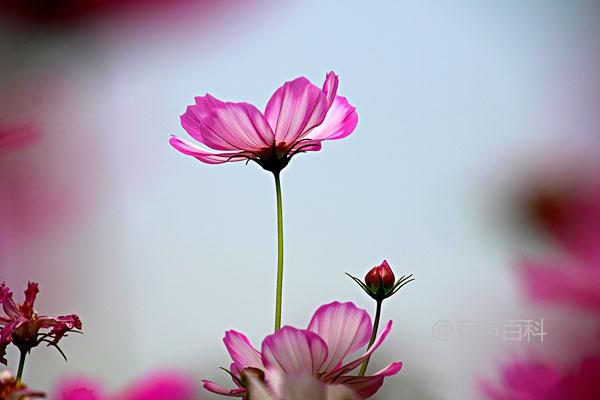 格桑花开花季节与花期养护技巧