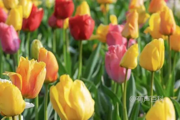 郁金香花期何时？