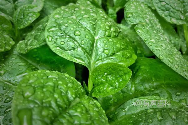 夏季种植蔬菜如何防高温，高秆作物套种可以降温遮阳