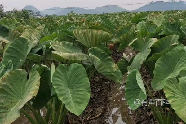 种植芋头合适的土壤条件是肥沃有机质含量高