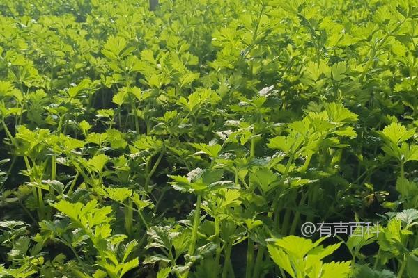 如何防治芹菜烂根问题？推荐使用根施通和护树将军进行根部浇灌