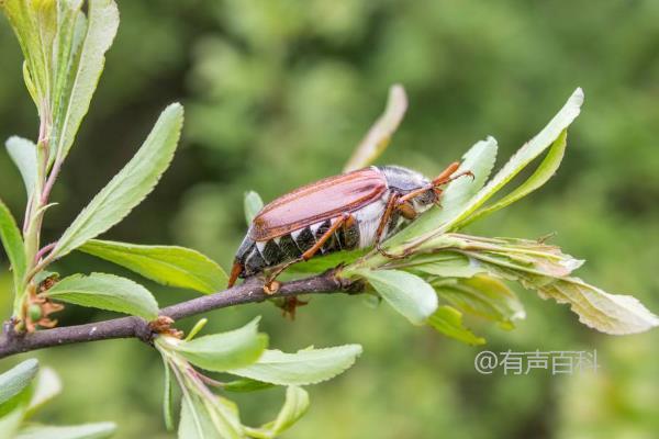 甲虫养殖技术：关注这些养殖要点