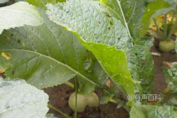 种植芥菜疙瘩的方法及田间温度调控