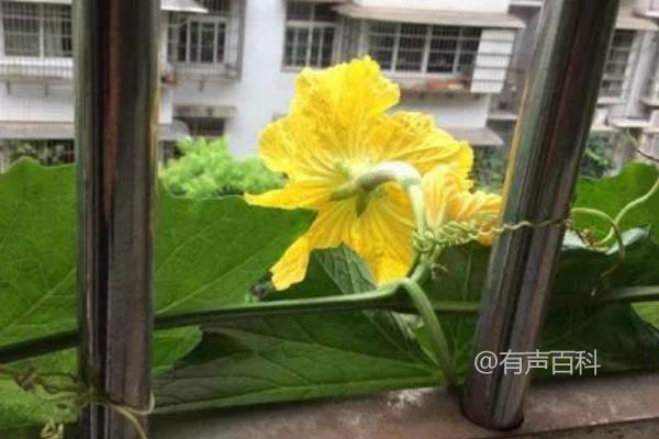 阳台种植丝瓜的授粉方法