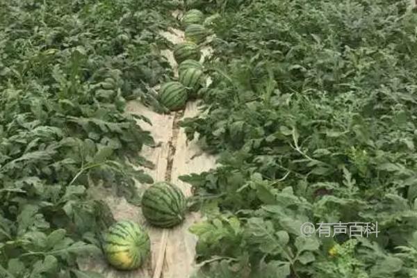 无籽西瓜种植管理技术：如何正确破壳促发芽