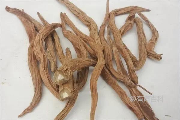 百部根种植指南：详细步骤与注意事项