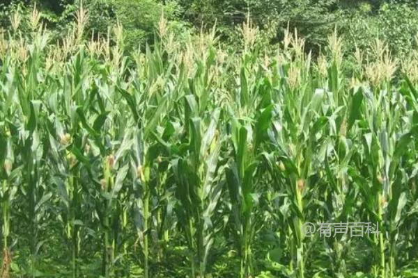 《惠单1618玉米种特点与最佳种植密度分析：约4000株/亩》