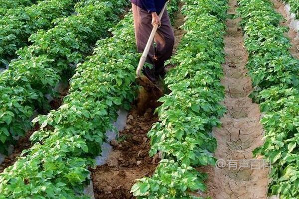 土豆生长过程中是否需要掐芽，掐芽的作用是什么？