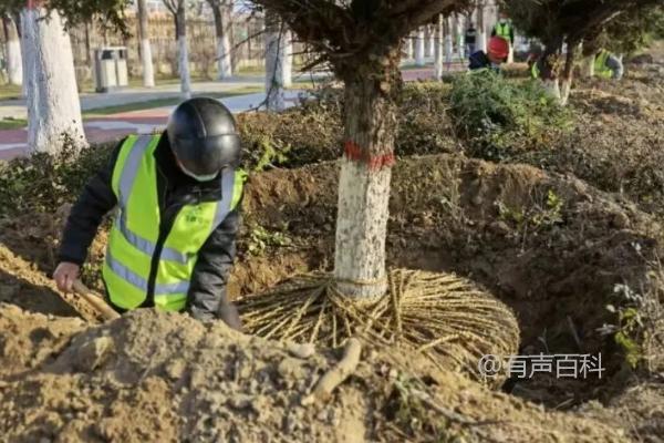 【春季苗木移栽常见问题及剪枝技巧】- 学会剪除枝叶可提高成活率