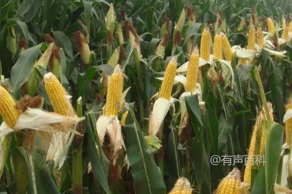 河南玉米春季播种时间推荐：4月下旬至5月上旬