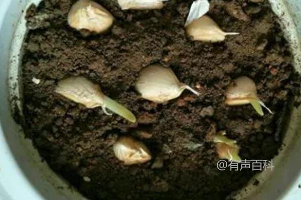 大蒜的种植益处及防治地下害虫的方法