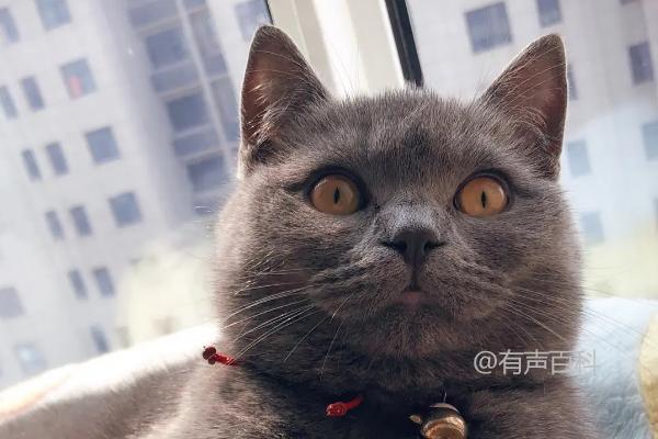 猫咪第三眼睑轻微外露可能是因眼睛受刺激所致