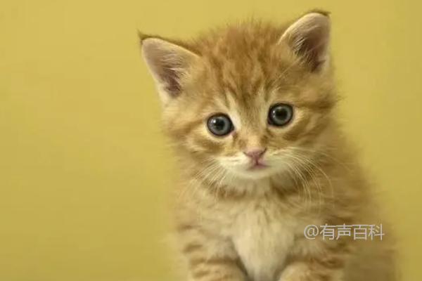 猫咪第三眼睑轻微外露可能是因眼睛受刺激所致