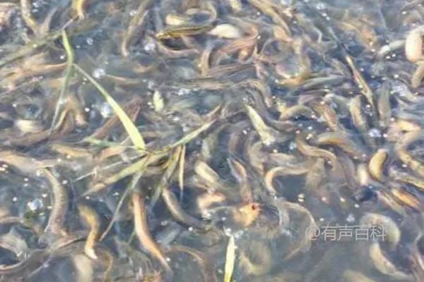 泥鳅喂食指南：如何正确选择泥鳅饲料？