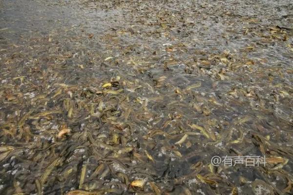 泥鳅喂食指南：如何正确选择泥鳅饲料？