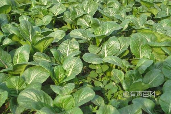 菜心种植方法及如何根据种植地选择合适品种