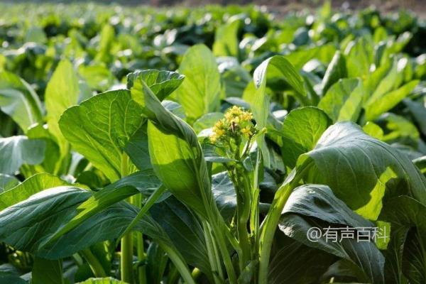 菜心种植方法及如何根据种植地选择合适品种