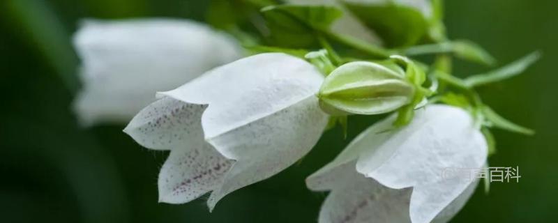 红玉兰，学名 Lapageria rosea，是智利的国花。它是