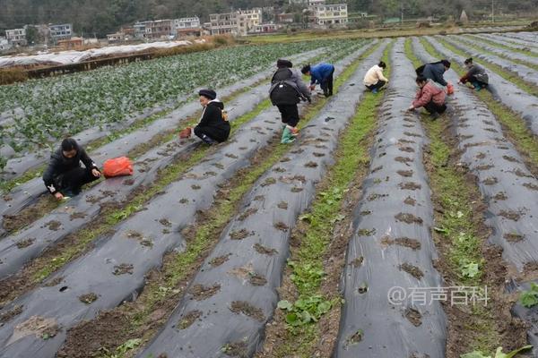 种植西兰花的方法和注意事项