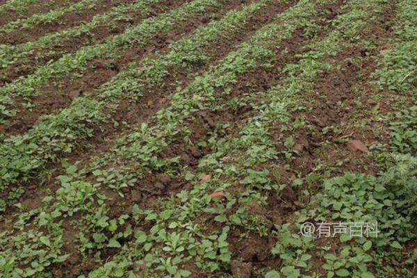 板蓝根种植时间及栽培技术要点