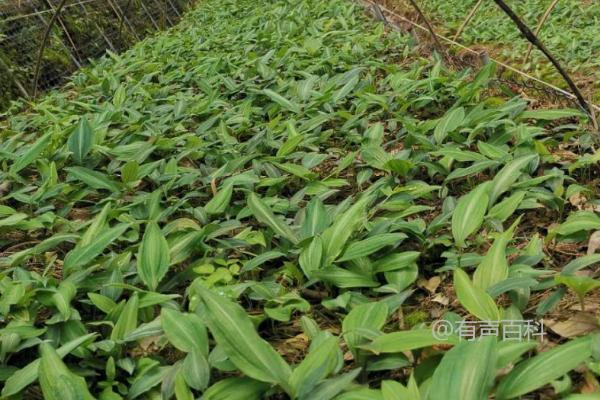 黄精田间管理技术：出苗后的常见除草方法