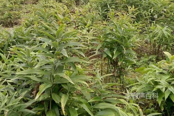 黄精田间管理技术：出苗后的常见除草方法