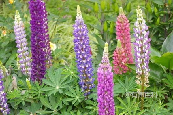 鲁冰花种子的种植方法及育苗土壤选择技巧