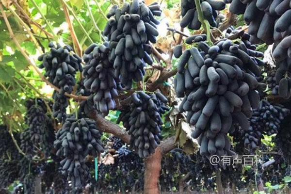 甜蜜蓝宝石葡萄种植特点及品质特征