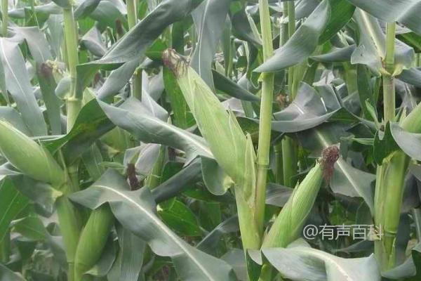 华玉11玉米品种特性及抗性高茎腐病特点