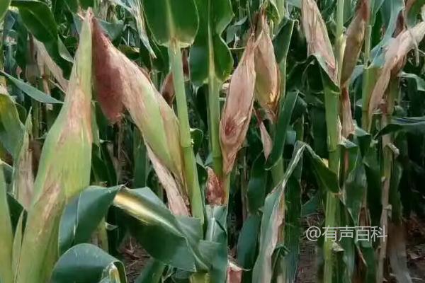 禾育202玉米种子特性及最佳播种时间