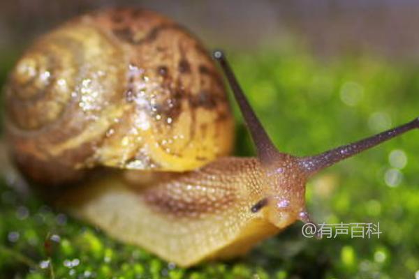 蜗牛的食物及天敌