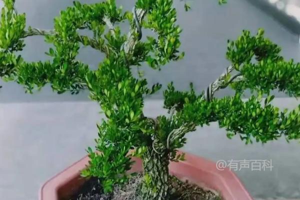 黄杨树品种推荐及选择指南