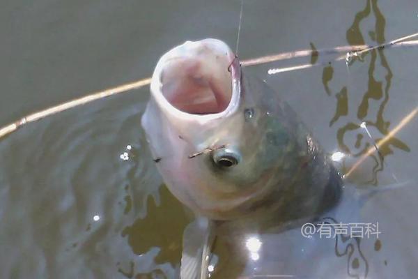 海竿钓花鲢的最佳水深范围一般在1-3米之间