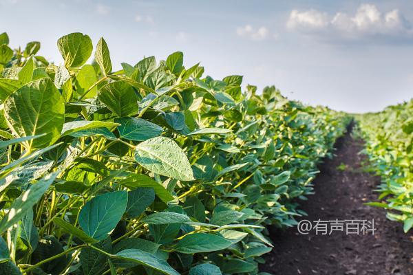 种植大豆的施肥方法，种植前和生长期都需科学施肥