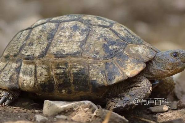 **赫曼陆龟的寿命及冬眠时间**  
赫曼陆龟可以活到50至70年，若算上冬眠时间，可能存活120年左右。