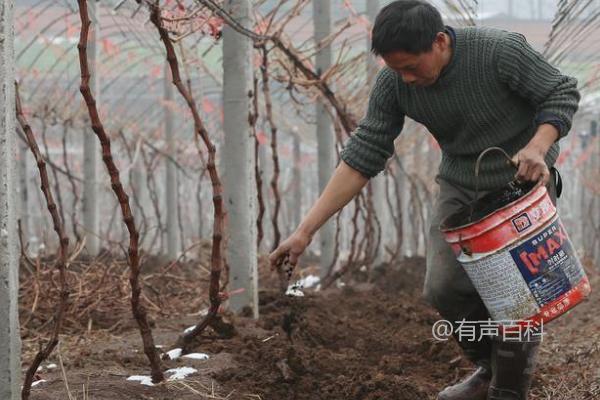 秋季对葡萄施基肥的益处及促进根系愈合与生长